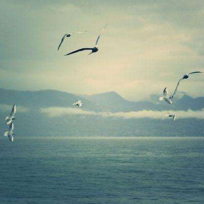 阿根廷2011年美洲杯